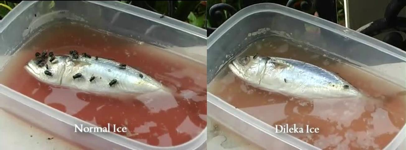 So sánh hai con cá ướp bằng đá thường và đá làm từ nước Dileka trong hồ sơ của nhà sản xuất