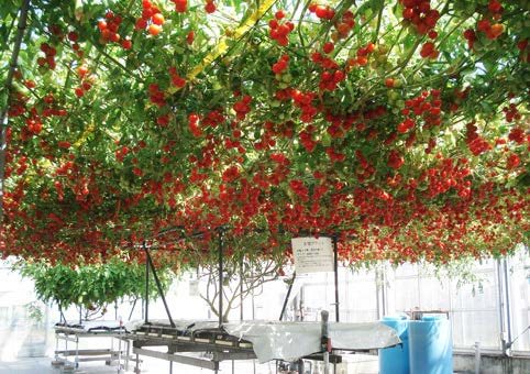 Nhà kính trồng cà chua treo giàn dùng nước tưới qua thiết bị Dileka