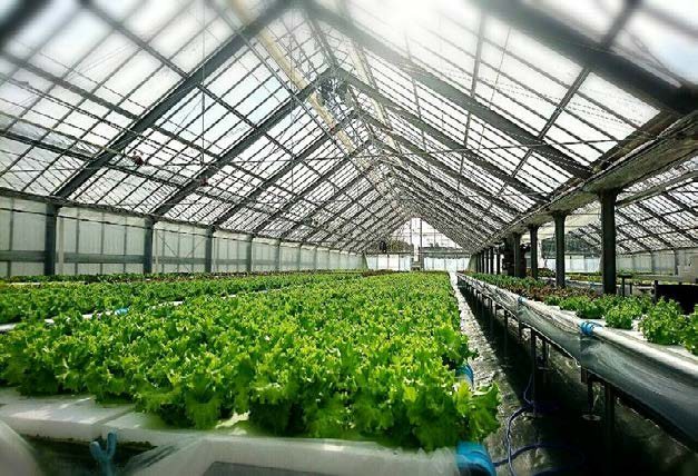 Nhà kính trồng rau thủy canh quy mô lớn sử dụng nước tưới qua Dileka