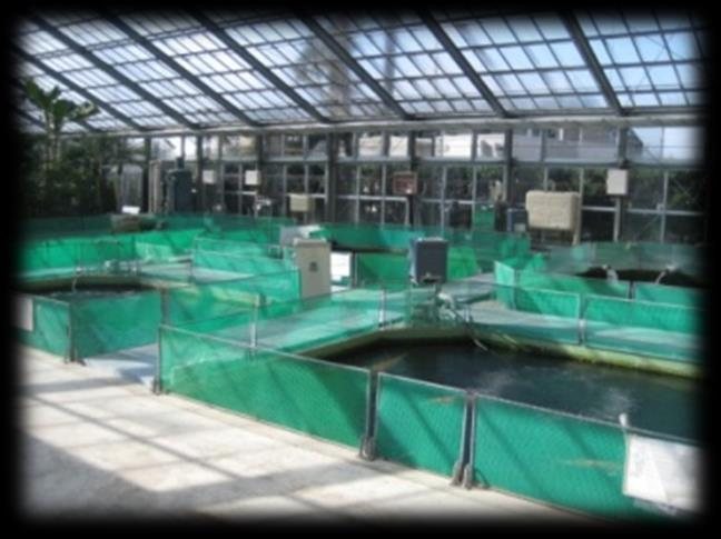 Trại nuôi thủy sản trong nhà kính với các bể lót bạt xanh, dùng nước qua Dileka